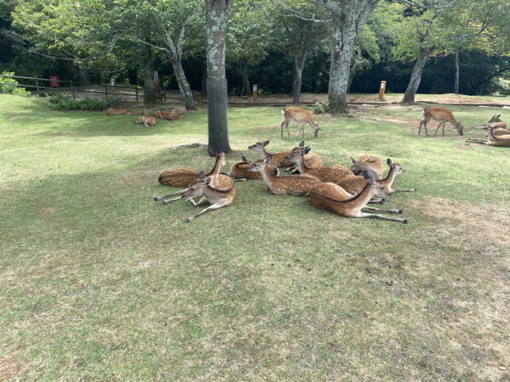 涼んでいる鹿の親子